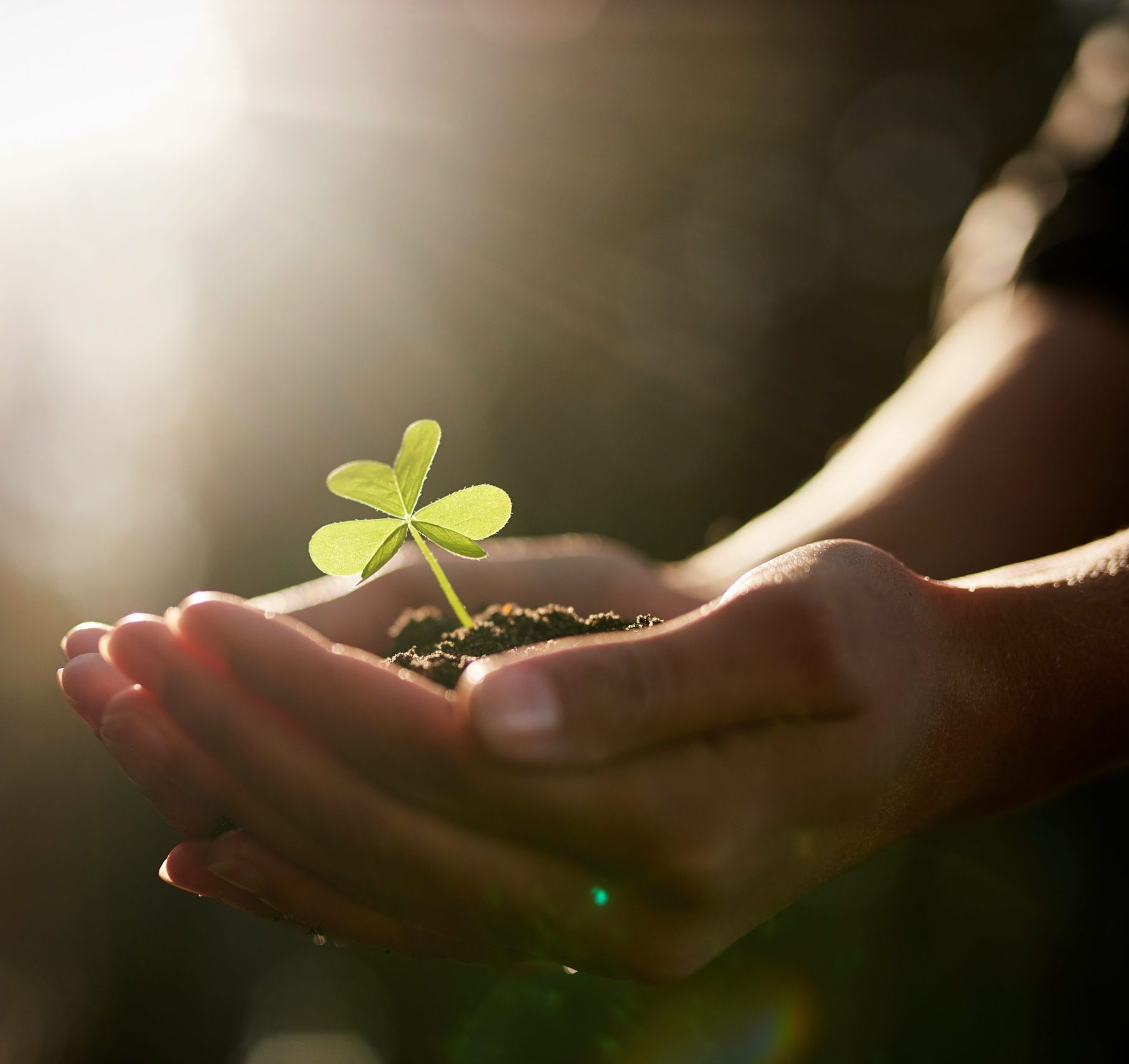 Hands cradling a small seedling